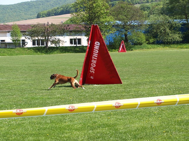 www.atibox.net * www.euroboxer.eu * www.boxergenealogia.eu